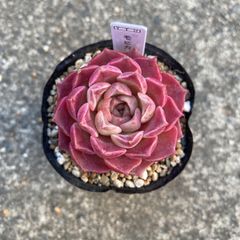 多肉植物 エケベリア モヒカン