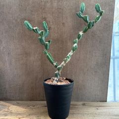 柱サボテン　竜神木　ブランチ仕立て③　現品　Myrtillocactus geometrizans  サボテン科　セレウス属　観葉植物 観葉 植物  多肉植物 多肉 カクタス サボテン インテリア プレゼント ミニ 小さい おうち時間