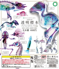 2026年最新】透明標本 マウスの人気アイテム - メルカリ
