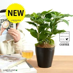 2025年最新】コーヒーノキの人気アイテム - メルカリ