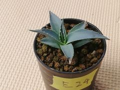 ユタエンシスエボリスピナ抜き苗1株(鉢などは付きません)プランツタグつきE24