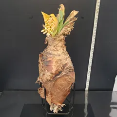 ブーファン　ディスティチャ　現地球　発根済 ブーファン ディスティチャ 現地株 発根済