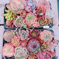 多肉植物 寄せ植えset大きめ大盛♡B