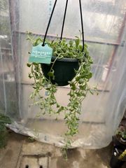 セネシオ・ドルフィンネックレス　5号　吊り鉢　ハンギング　イルカ　多肉植物