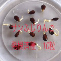 サンふじりんご　発根済み　種
