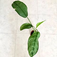 【希少】 アグラオネマ　木立性