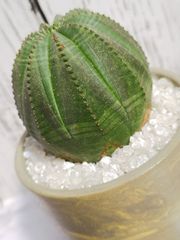 【陶器鉢付き】ユーフォルビア・オベサ  Euphorbia obesa