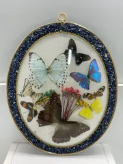 カキカモルフォ♂標本★ブルー美麗 123mm ★ペルー産 カキカモルフォ♂標本☆ブルー美麗 123mm ☆ペルー産