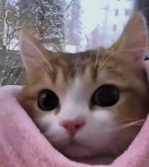 ♪猫天使໒꒱様　専用ページです(*^-^*)/