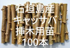 ☆キャッサバ挿木用苗木(穂木)100本入り☆(黄色系スイート種)・沖縄県石垣島産