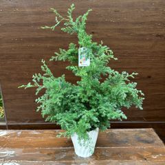 【現品】④ コニファー ヒムロスギ 5号 苗木 ①