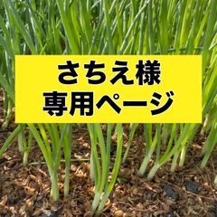 さちえ様専用ページ‼️玉ねぎ苗