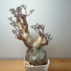 2025年最新】Cyphostemmaの人気アイテム - メルカリ