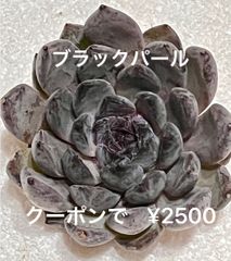 ブラックパール  多肉植物  エケベリア  クロエケ  黒エケ  韓国苗