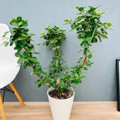 2025年最新】希少ガジュマルの人気アイテム - メルカリ