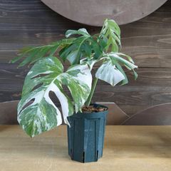 斑入りモンステラ　ホワイトタイガー　鉢のまま発送 モンステラ ホワイトタイガー 【斑入り】鉢のまま発送 B - メルカリ