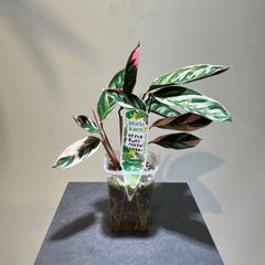 クテナンテ　オッペンヘイミアナ　トリカラー