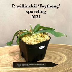 ◉複数購入歓迎◉  【 希少】 ウィリンキー　フォイソング　ビカクシダ 　P. willinckii 'Foythong' sporeling　 胞子培養／自家栽培／ポット苗／着生植物【 M２１】
