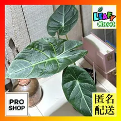 2025年最新】スカルプラムアロカシアの人気アイテム - メルカリ