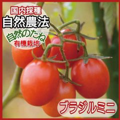 トマト　ブラジルミニ　たね　トマトの種　ミニトマト　家庭菜園　プランター　国内採種　自然農法　自然のたね　野菜の種　種