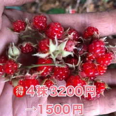 ⭐️冬苺(木苺)苗4株⭐️木苺苗　木いちご　フユイチゴ苗　ふゆいちご苗　冬いちご苗