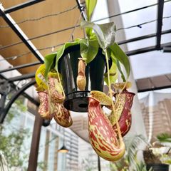 【現品】⑥ ウツボカズラ ネペンテス ガヤ 食虫植物 5号 ハンギング 吊り鉢 ①