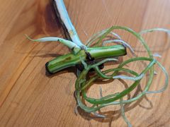 メルカリ便発送‼︎　レイオブライト　変わり斑 4株カット苗 メルカリ便発送‼︎ レイオブライト 変わり斑 4株カット苗