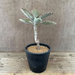 カランコエ　ファング　現品　Kalanchoe ' Fang'　ベンケイソウ科 カランコエ属　 観葉植物 観葉 植物 多肉 多肉植物 カクタス インテリア プレゼント グリーン 可愛い おしゃれ おすすめ