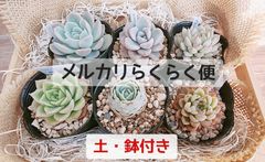 鉢·土付き]［メルカリらくらく便］🌵多肉植物 6種セット （バラ売り