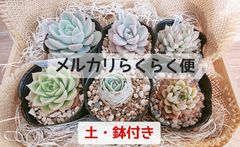 鉢·土付き]［メルカリらくらく便］🌵多肉植物 ６種セット （バラ売り 