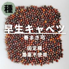 【種】早生キャベツ　固定種　農薬不使用　30粒