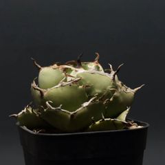 "Agave titanota" アガベ チタノタ【ジャガーノート】 管理2306