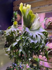 P. Flamenco (hillii x coronarium) ビカクシダ gsDL8NN7anwjdPHbWhqzQ4.jpg@jpg