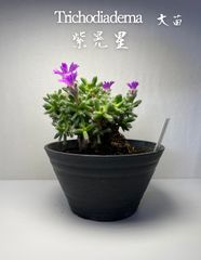 ① 大苗　トリコディアデマ　紫晃星　デンサム　抜き苗
