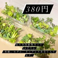 〜多肉植物カット苗詰め合わせ〜50g フードパック発送300円