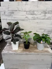 【しぐれ様専用】カラテア　サンデリアーナ、アロカシア　オドラバリエガータバティック、カラテア　ムサイカ