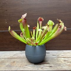 ⑥ サラセニア フィラデルフィア 食虫植物 4.5号 現品 Sarracenia Philadelphia ヘイシソウ 瓶子草 ②