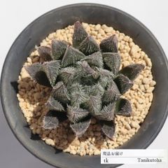 白雪絵巻 TK175 ハオルチア 7.5ｃｍポット おすすめ販売 写真の子をお届け 特定販売