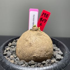 ステファニア　エレクタ　発芽済　発根済