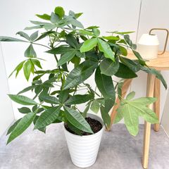 モナデニウム　マグニフィカム【現品】☆希少☆ 観葉植物　塊根植物 現品］【希少】モナデニウム マグニフィカム 観葉植物 レア 珍奇