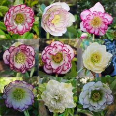 2026年最新】クリスマスローズ 種子の人気アイテム - メルカリ