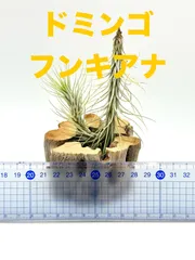 2025年最新】チランジア フンキアナの人気アイテム - メルカリ