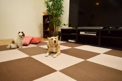 6畳用大判タイプ おくだけ撥水吸着 タイルマット 60cm×45cm 36枚セット ベージュ 撥水加工 洗濯可