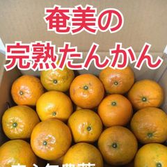 わたあめ様　奄美の完熟たんかん