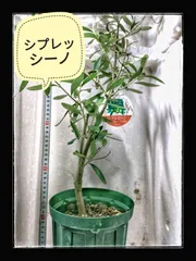 オリーブの木　シプレシーノ　約160cm　NO.1942　大型　現品掲載　古木 オリーブの木 シプレシーノ 約160cm NO.1942 大型 現品掲載 古木