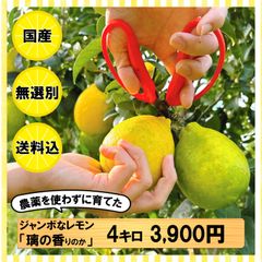 【送料込み】農薬不使用 ジャンボ レモン 静岡県産 4キロ 3900円 璃の香 大玉 無選別 国産