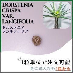 【種子】ドルステニア ランキフォリア / セット割あり 数量1粒から購入OK