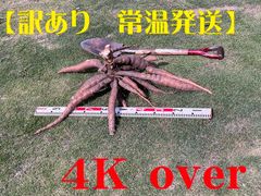 キャッサバ 5kg A級品