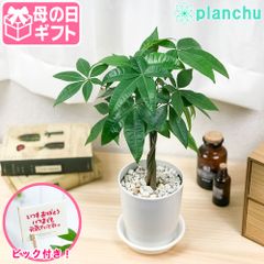 PLANCHU 母の日ギフト パキラ ネジリ 実生株 4号鉢 受け皿付き 育て方説明書付き ピック付き 発財樹 観葉植物