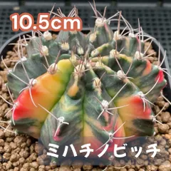 m*y様 王冠竜　12号 サボテン・王冠竜 12号 - メルカリ
